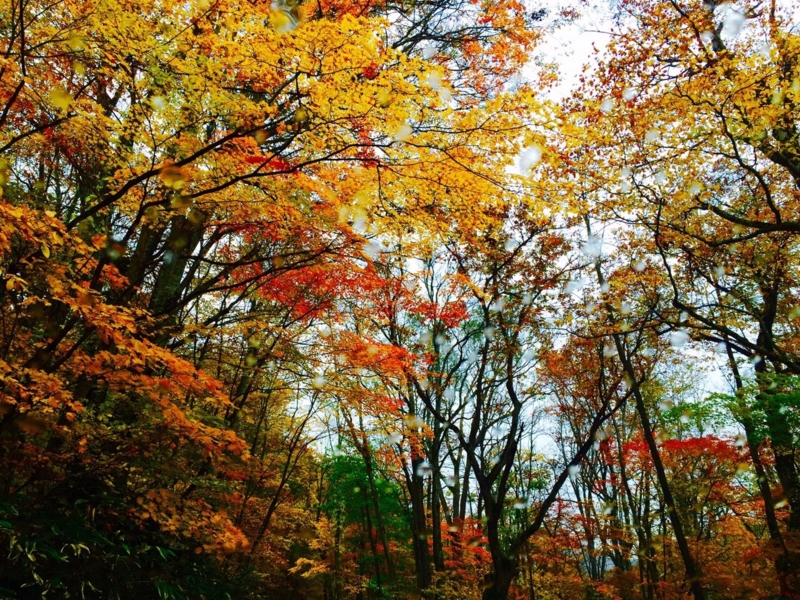 青森紅葉！鮮やか！