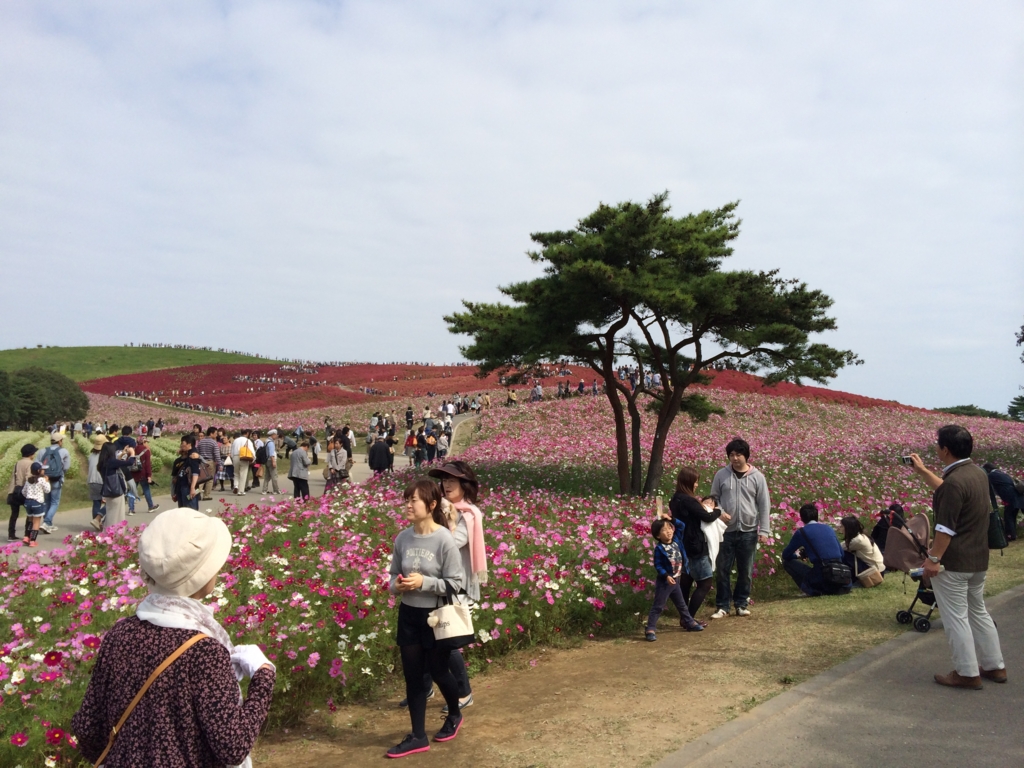 コキアの前には綺麗なピンクのコスモス！