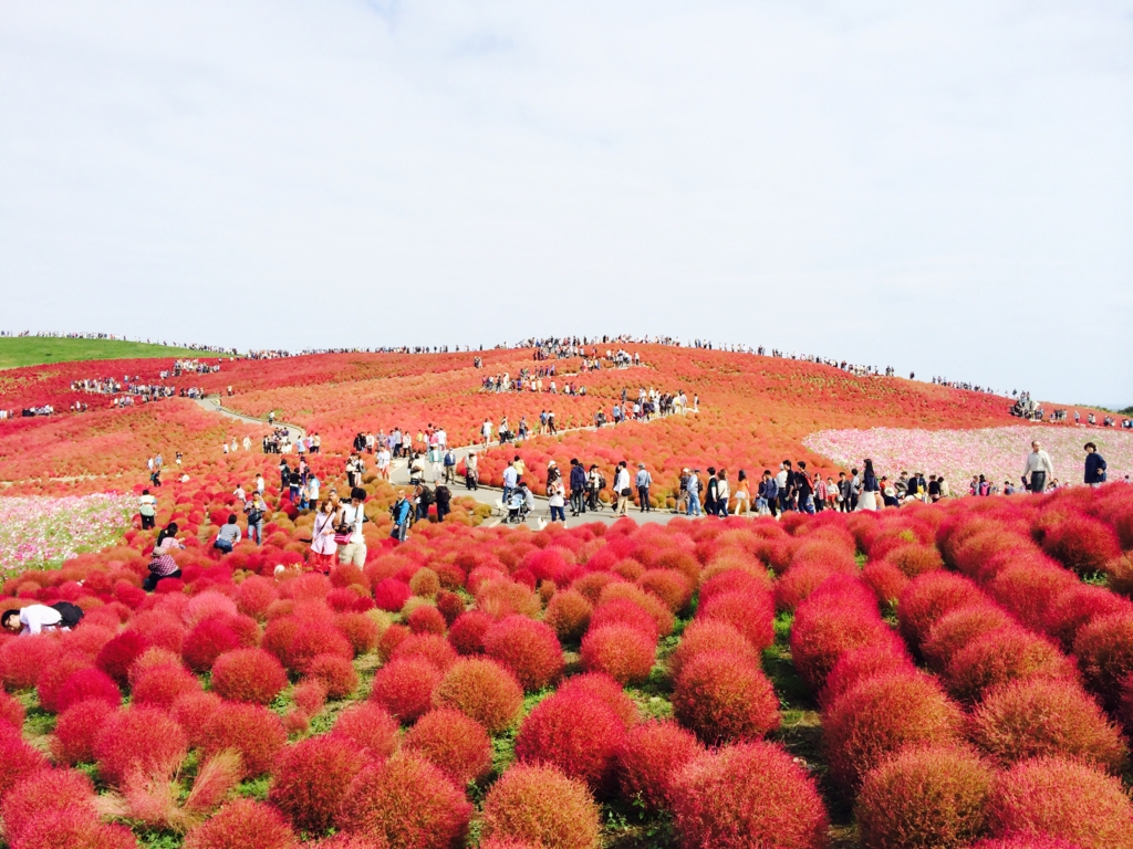 見晴らしの丘コキアの紅葉