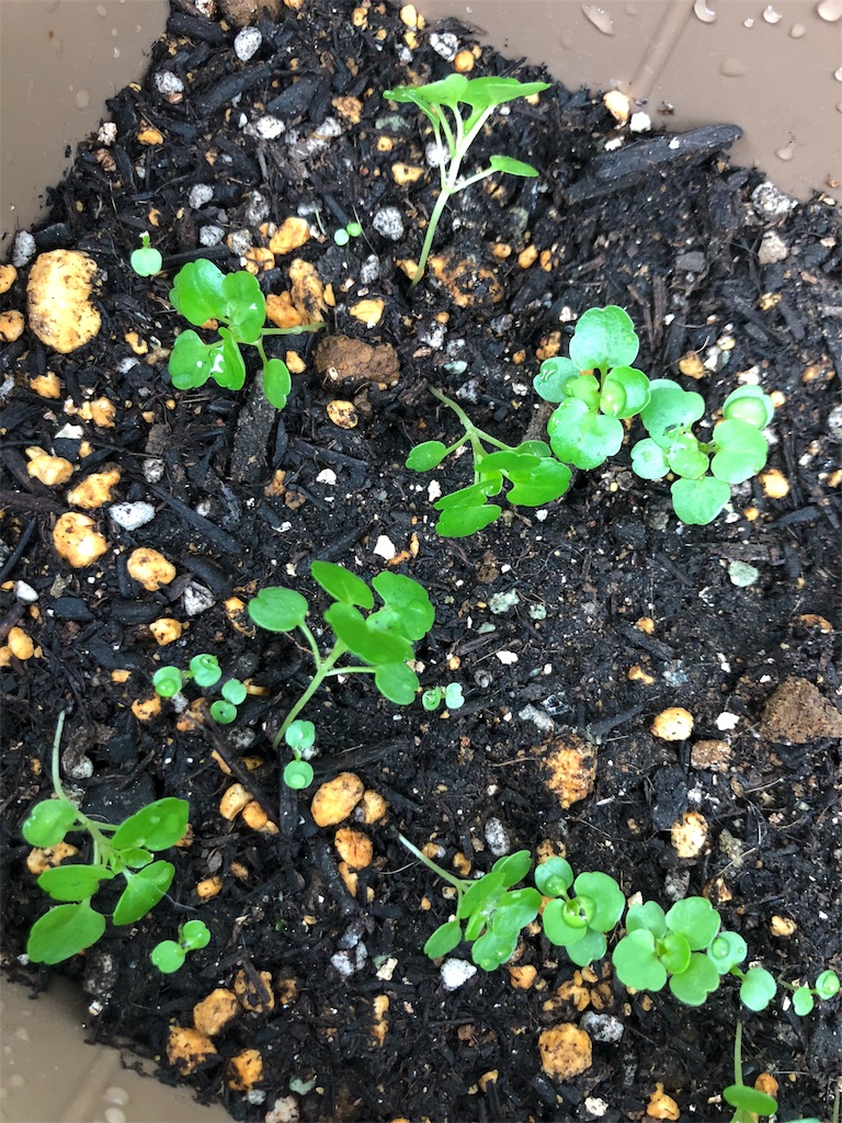 オクラ とうとう害虫か ベランダ野菜の成長日記ときどき猫