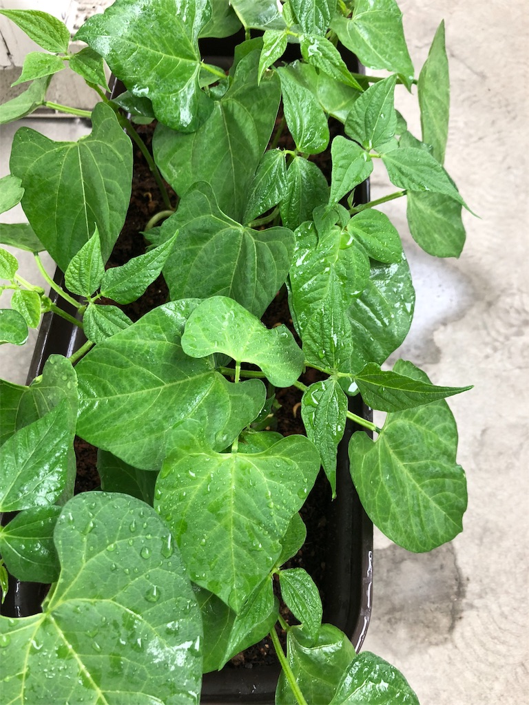 オクラ とうとう害虫か ベランダ野菜の成長日記ときどき猫