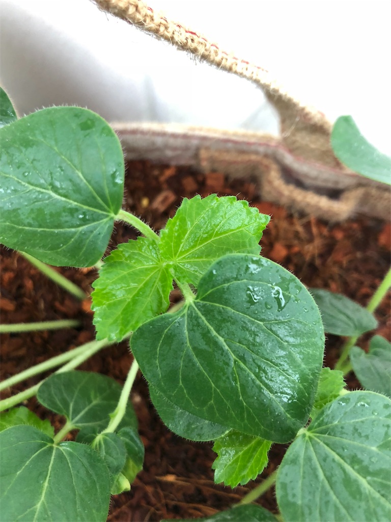 オクラ とうとう害虫か ベランダ野菜の成長日記ときどき猫