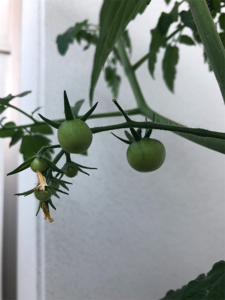 f:id:gomasabatini:20180602154504j:image