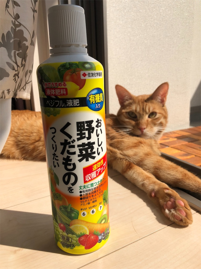 f:id:gomasabatini:20180602155137j:image