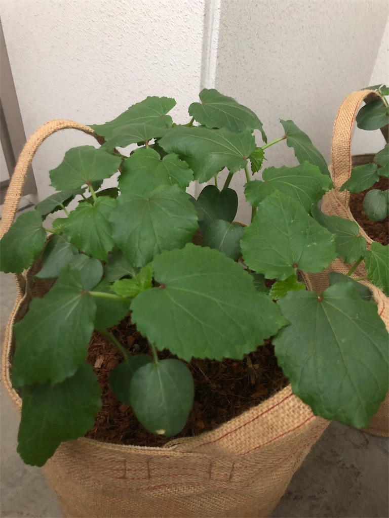 f:id:gomasabatini:20180606194001j:image