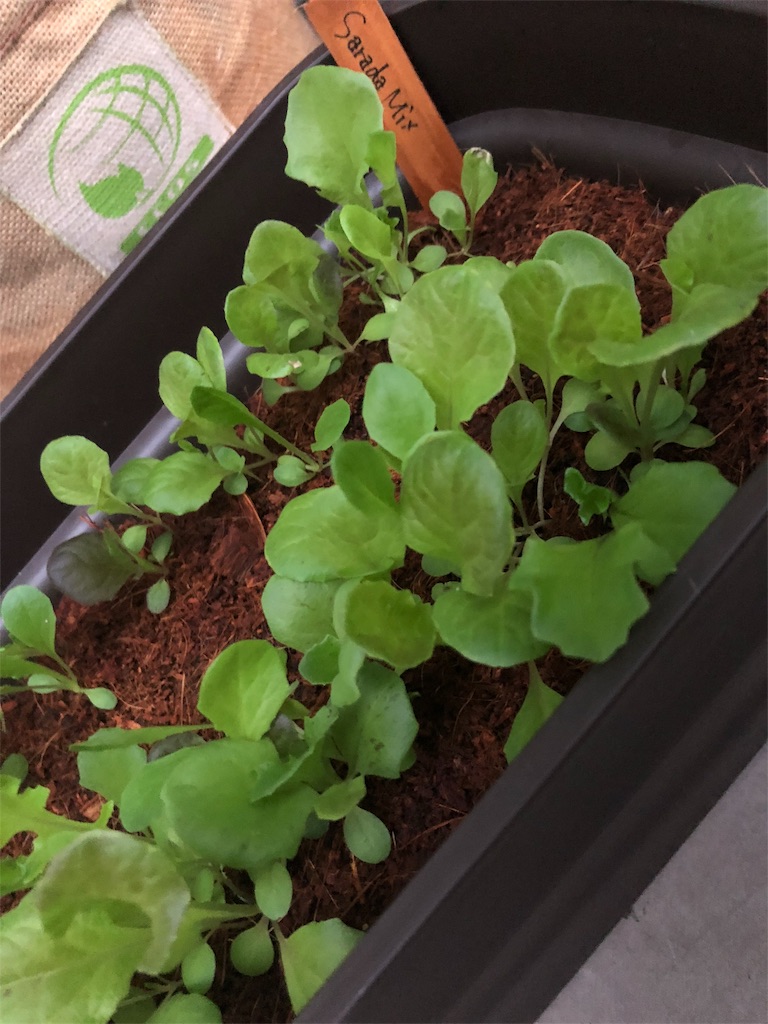 f:id:gomasabatini:20180606194005j:image
