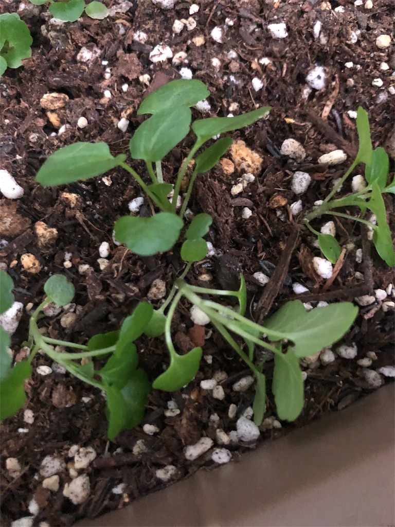 f:id:gomasabatini:20180606194306j:image