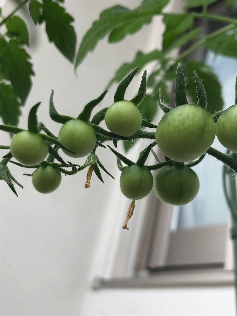 f:id:gomasabatini:20180607105923j:image
