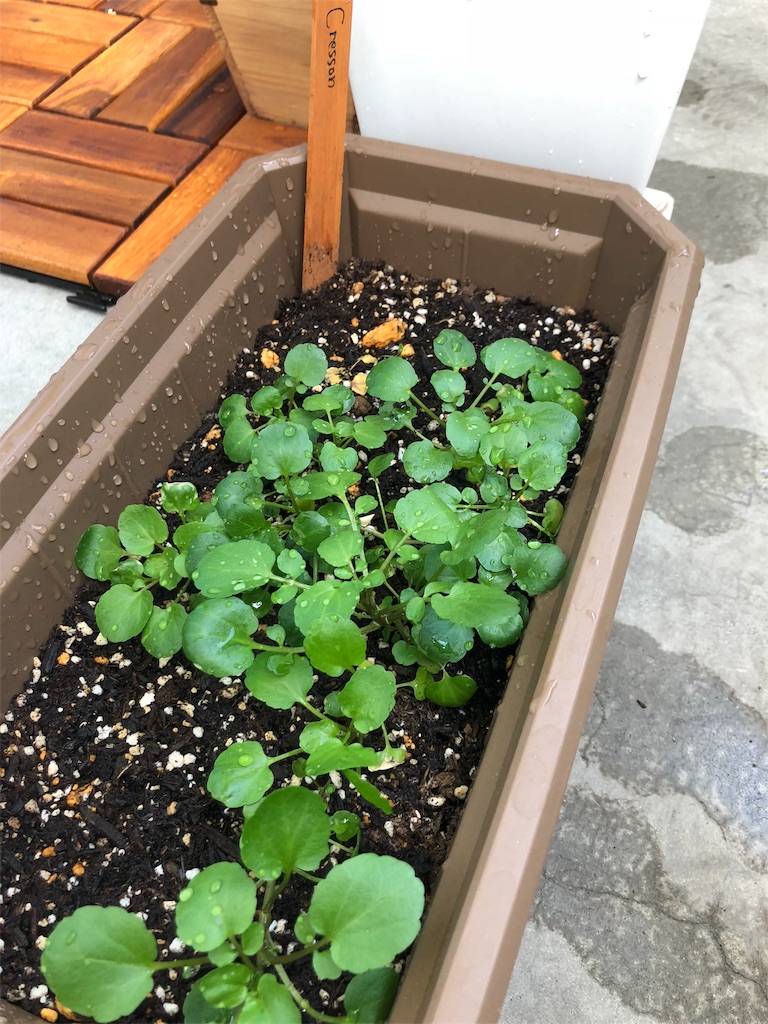 f:id:gomasabatini:20180616091000j:image