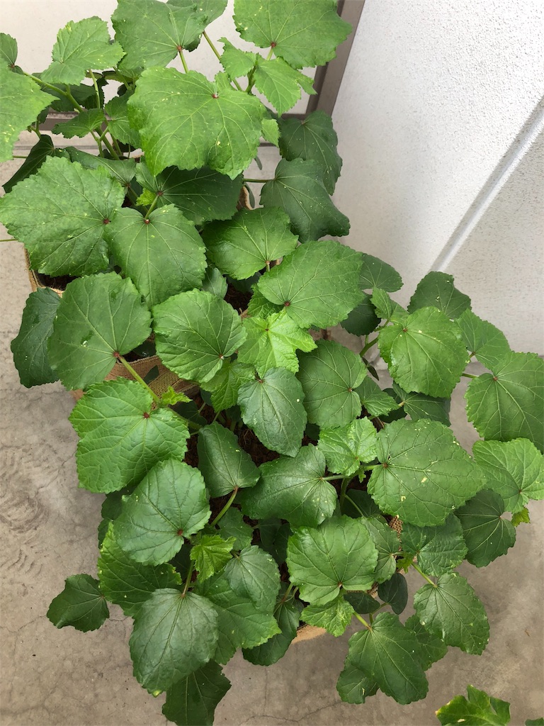 f:id:gomasabatini:20180616092842j:image
