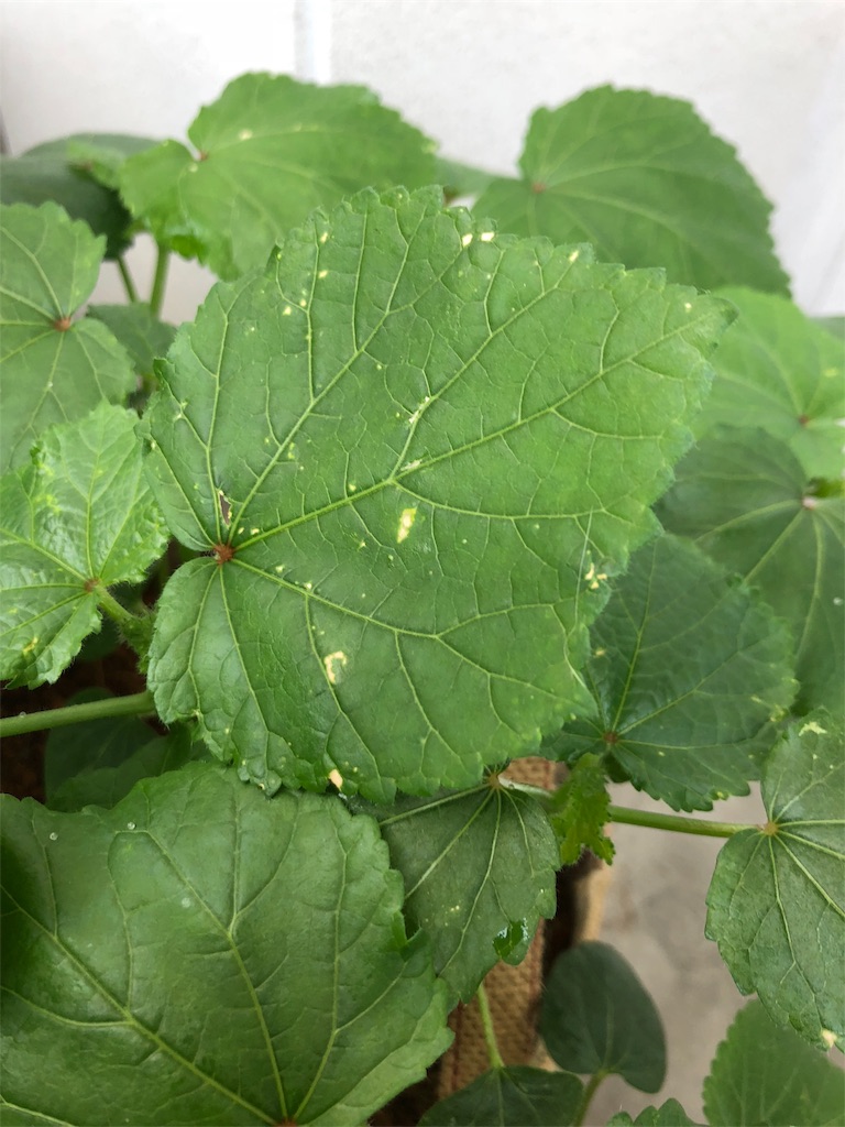 f:id:gomasabatini:20180616092915j:image