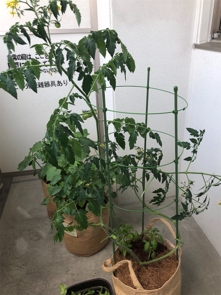 f:id:gomasabatini:20180616093100j:image