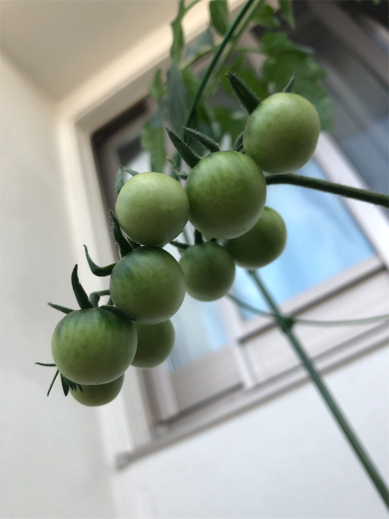 f:id:gomasabatini:20180616093104j:image