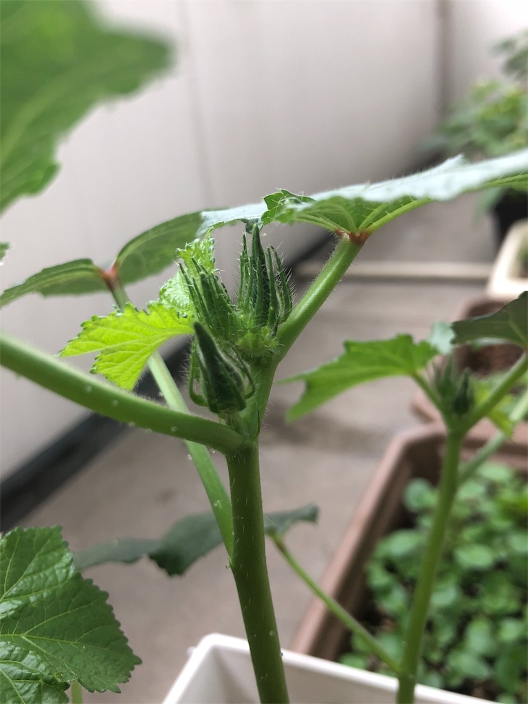 f:id:gomasabatini:20180620082149j:image