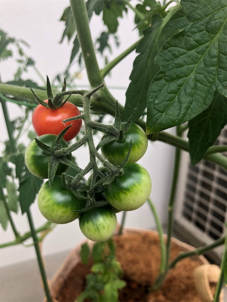 f:id:gomasabatini:20180620082231j:image