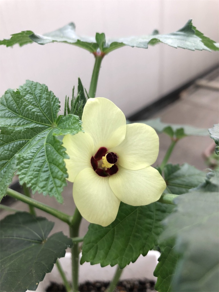 f:id:gomasabatini:20180630095621j:image