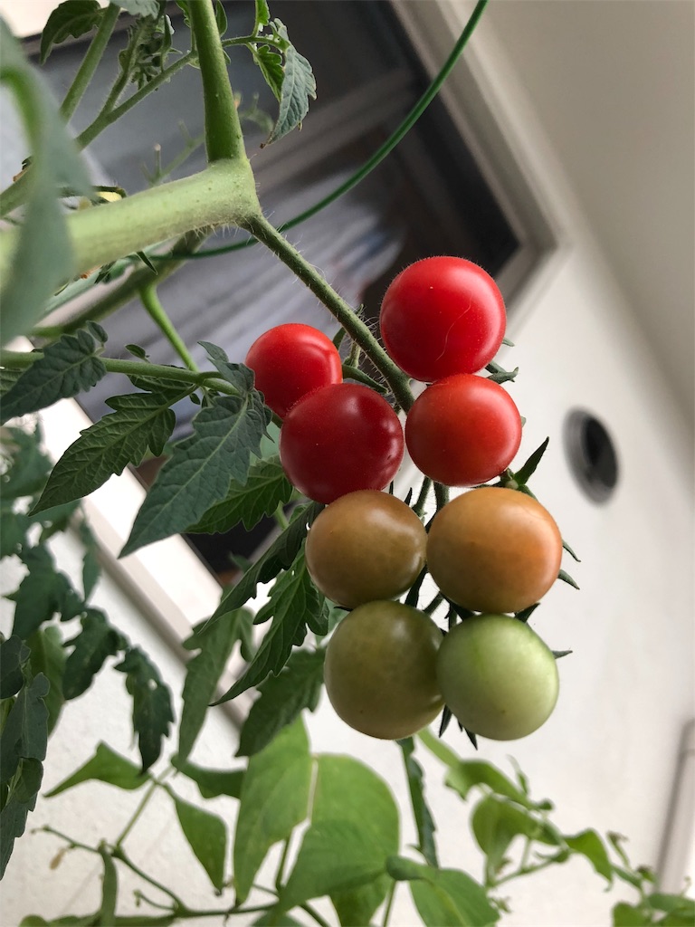 f:id:gomasabatini:20180630095825j:image