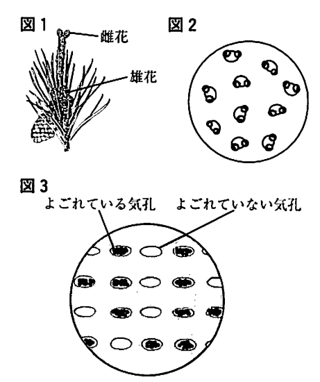 マツは汚染した大気を吸っている ２００９年北海道 中学理科応援 一緒に学ぼう ゴッチャンねる