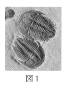 f:id:gomasan8:20211023233858p:plain