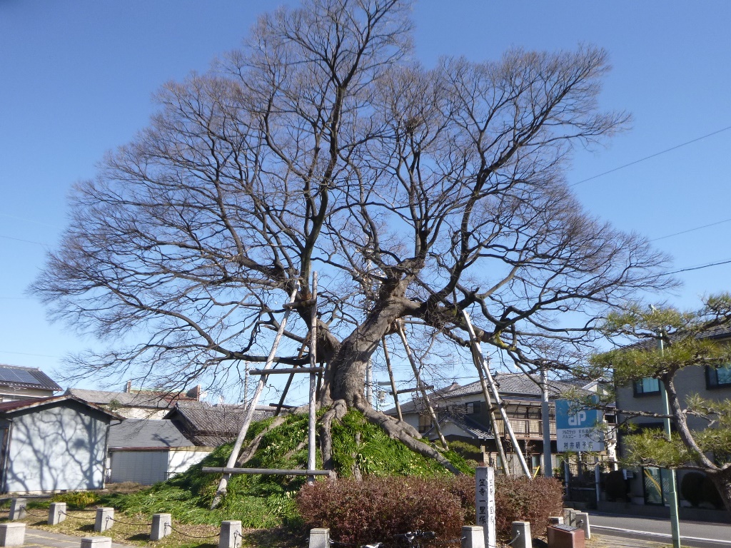 f:id:gomashio-oyaji:20200524150945j:plain