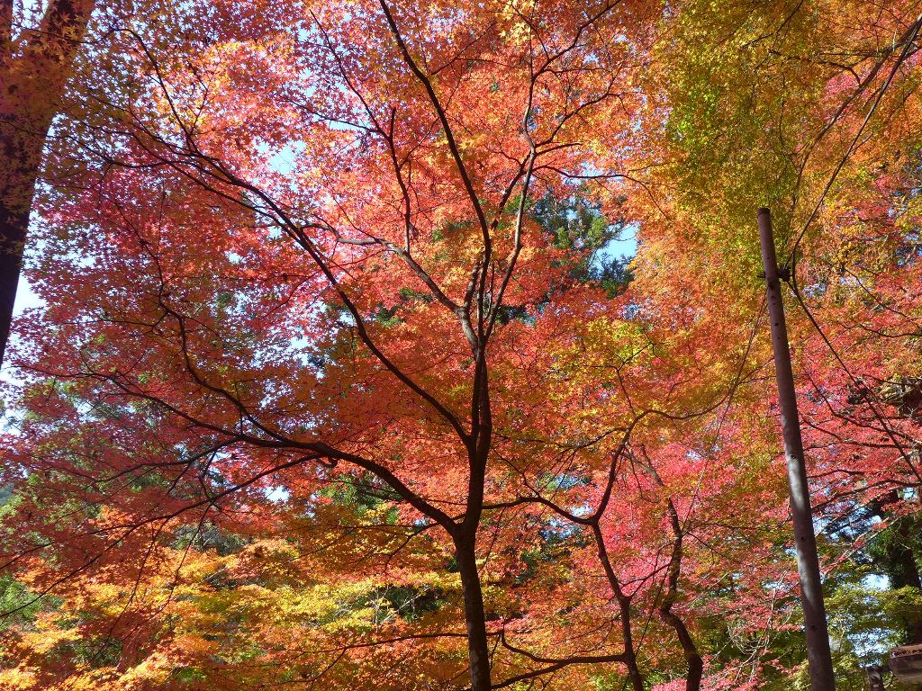 f:id:gomashio-oyaji:20200604214238j:plain