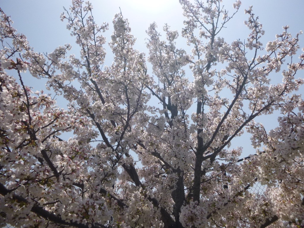 f:id:gomashio-oyaji:20200806222349j:plain