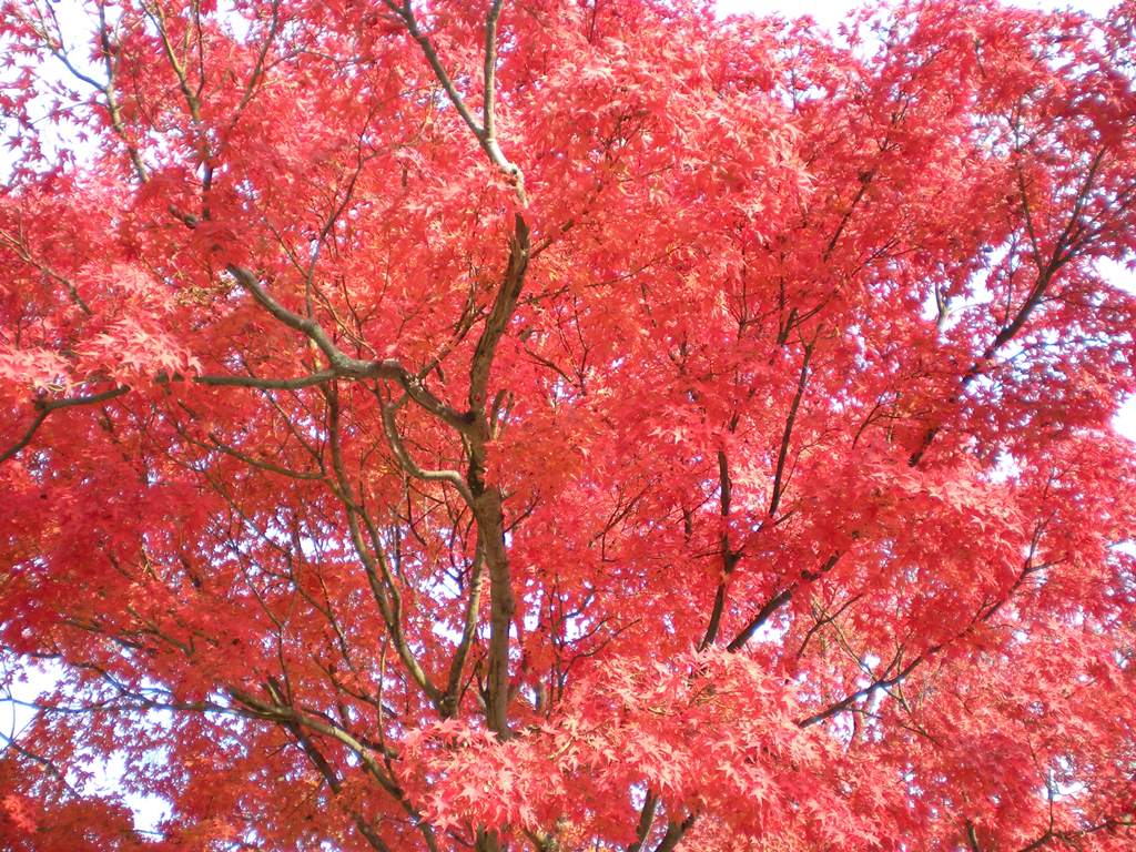 f:id:gomashio-oyaji:20201104220110j:plain f:id:gomashio-oyaji:20201104220110j:plain