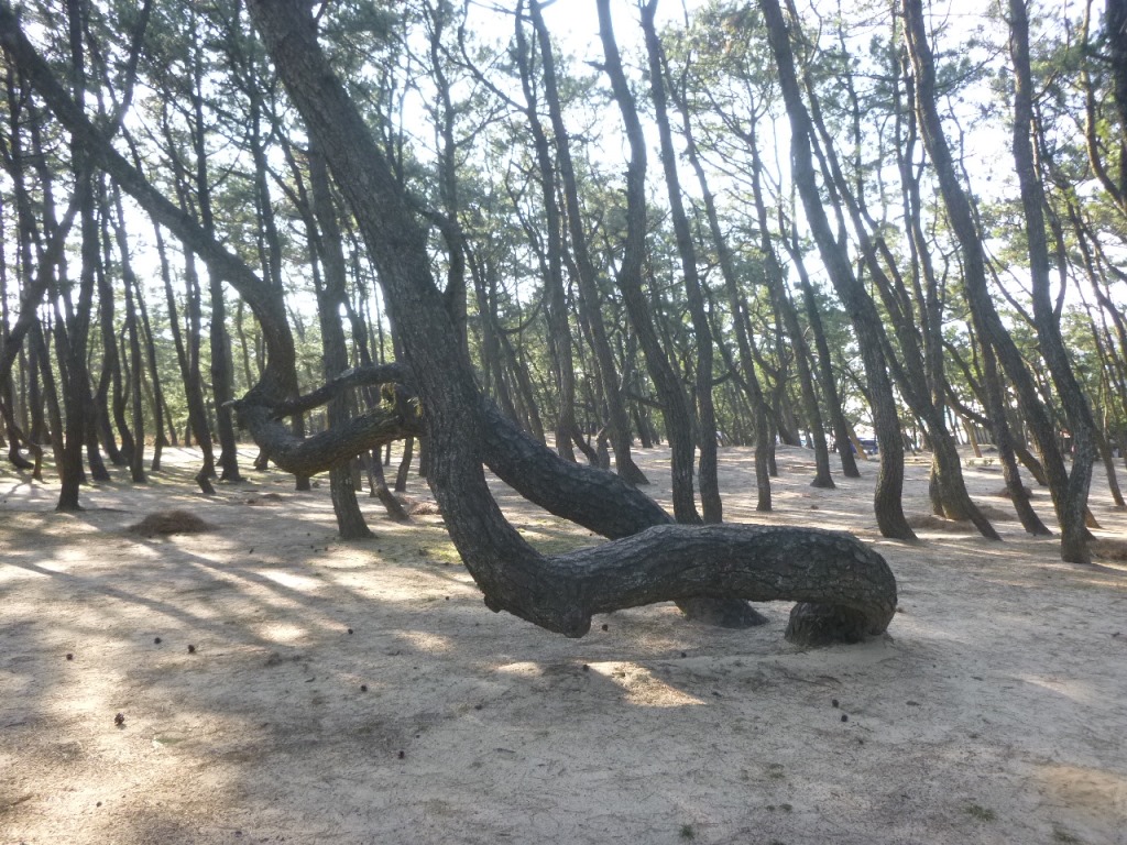 f:id:gomashio-oyaji:20220306080501j:plain