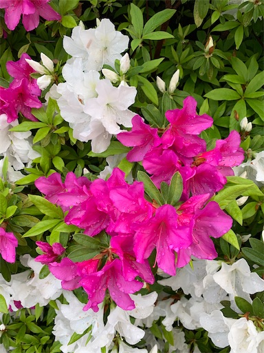 f:id:gomtbytsurugi:20200418215200j:image