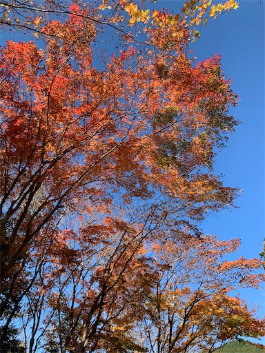 f:id:gomtbytsurugi:20201122110014j:image