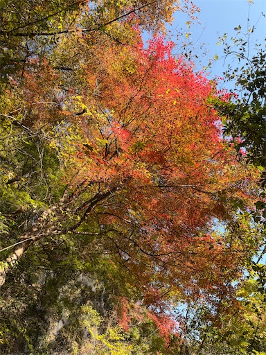 f:id:gomtbytsurugi:20251109180638j:image f:id:gomtbytsurugi:20251109180638j:image