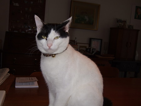 f:id:gonbey:20070218164439j:image