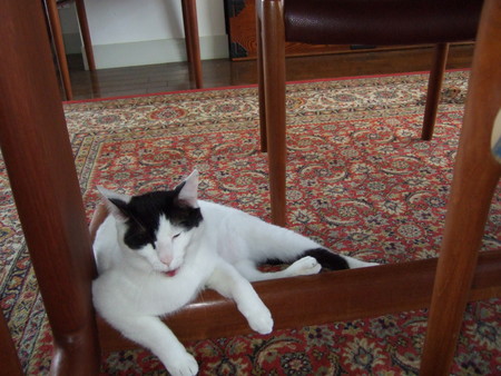 f:id:gonbey:20070426074351j:image