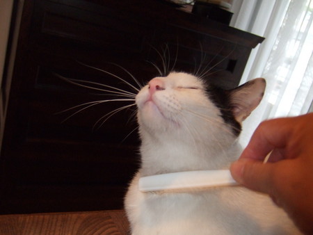 f:id:gonbey:20070517073624j:image