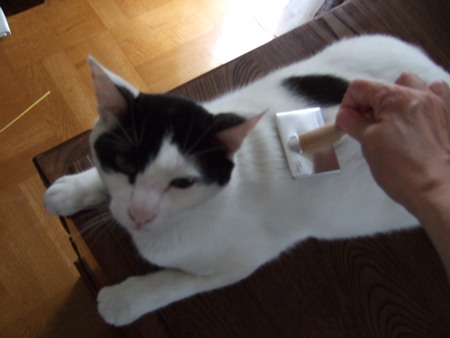 f:id:gonbey:20070618071244j:image