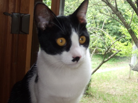 f:id:gonbey:20070701134036j:image