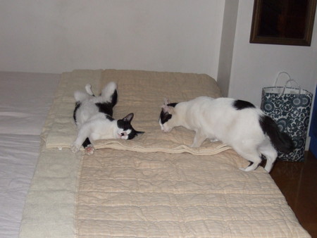 f:id:gonbey:20070701200726j:image