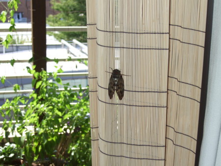 f:id:gonbey:20070812142338j:image
