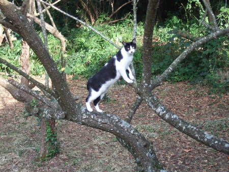 f:id:gonbey:20070817161400j:image