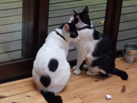 f:id:gonbey:20071008090503j:image