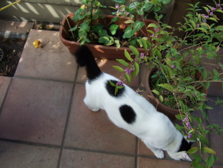 f:id:gonbey:20071012093714j:image
