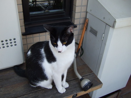 f:id:gonbey:20071012093829j:image
