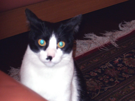 f:id:gonbey:20071118201743j:image
