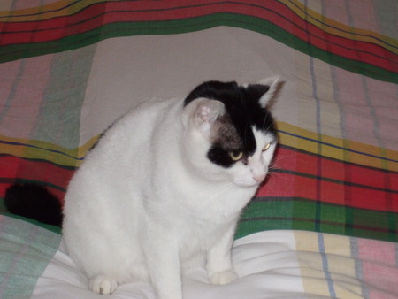 f:id:gonbey:20071218065557j:image