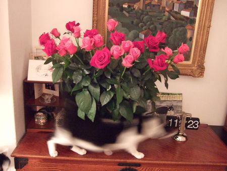 f:id:gonbey:20080122232434j:image