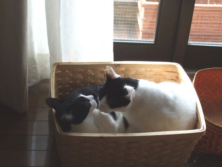 f:id:gonbey:20080202095456j:image