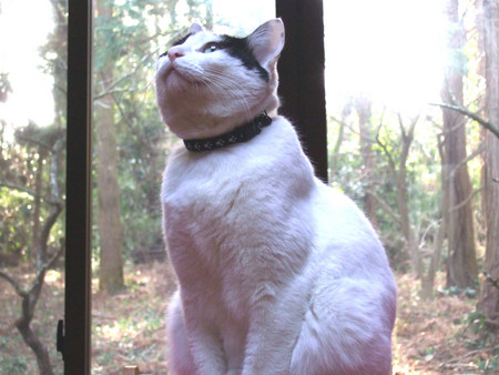 f:id:gonbey:20080211093924j:image