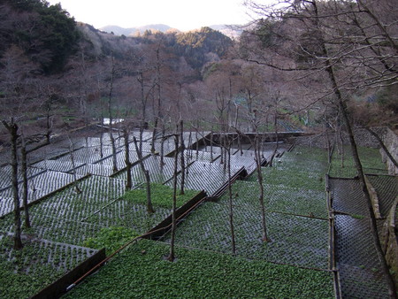 f:id:gonbey:20080301165428j:image
