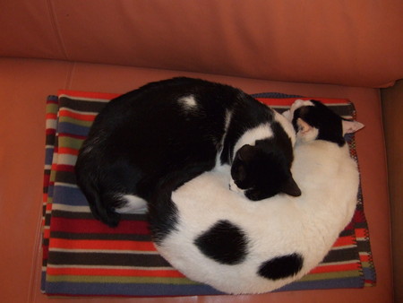 f:id:gonbey:20080406203756j:image
