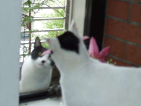 f:id:gonbey:20080427084020j:image